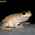 Litoria rubella in Goomboora Park<br />Canon EOS 7D + EF70-200 F4L IS +EF1.4xII
